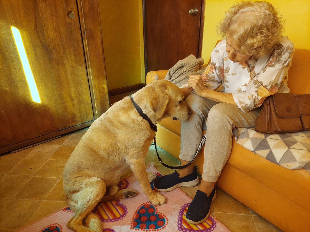 Cursos para Médicos Veterinarios y Estudiantes de Medicina Veterinaria